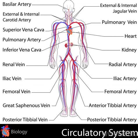 What Is The Importance Of The Circulatory System Circulatory System Human Body Systems Arteries