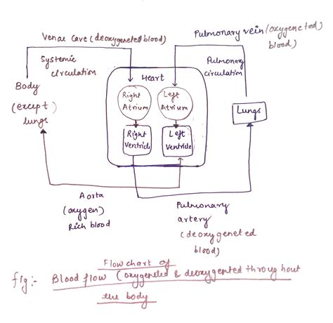 Solved Draw A Diagram Of Blood Flow Through The Body This Diagram