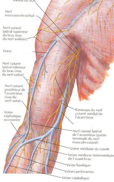 Veine Bras Diagram Quizlet