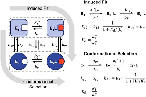 Conformational Selection And Induced Fit The Behavior Of Two