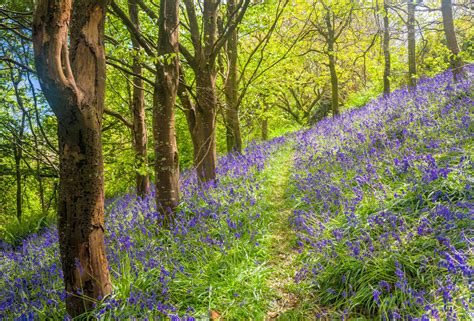 Woodland walks in Cornwall - Cornish Cottage Holidays Blog