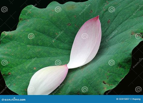 Two Pink Lotus Petals Stock Image Image Of Exotic Couple 32415837