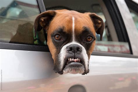 "Boxer Dog With Angry Funny Face" by Stocksy Contributor "Jeff ...