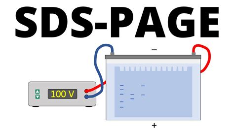 SDS PAGE explained Protein Separation Technique 関連情報の概要sds page とは