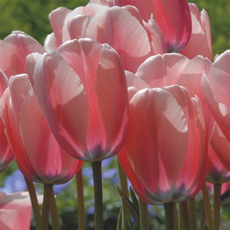 Tulip Salmon Impression Bulbs