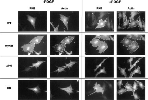 Effect Of PKB Mutants On PDGF Induced Lamellipodia Formation And