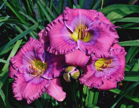 +Hemerocallis (Лилейник) Longfields Marmalade
