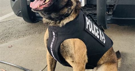 Corcoran Police Departments K9 Rex Receives Donation Of Body Armor