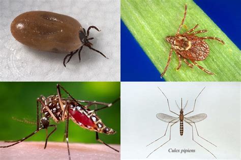 CDC says vector-borne diseases have tripled in last 13 years