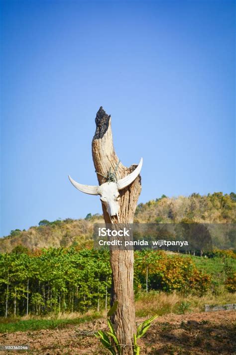 Tengkorak Hewan Kerbau Atau Tengkorak Sapi Tergantung Di Tiang Kayu Di