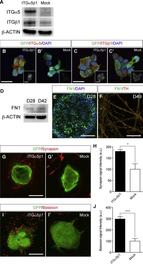 Co Culture Assay For Synaptic Formation Between Ipsc Derived Da Neurons