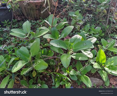 Life Plant Miracle Leaf Bryophyllum Pinnatum Stock Photo 2279947531