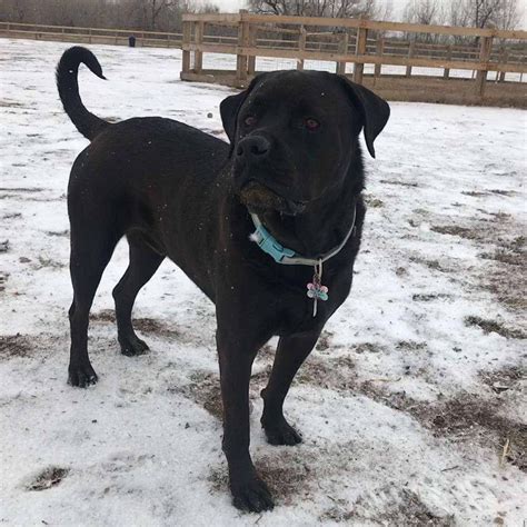 Black Lab Rottweiler Pitbull Mix