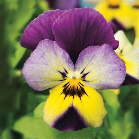 Viola Cornuta Endurio® Blue Yellow Wpurple Wing Pansy From Garden