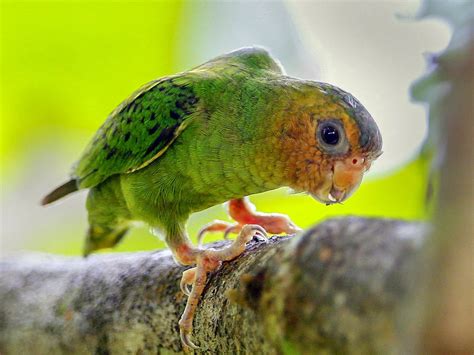 This Teeny Little Birb Is A Buff Faced Pygmy Parrot Micropsitta Pusio