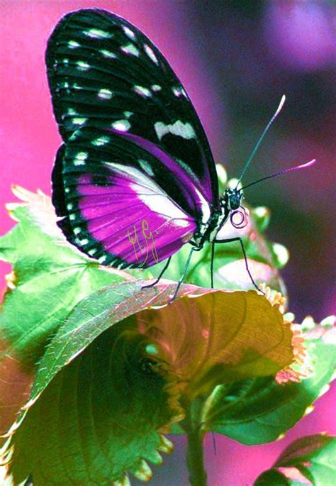 Farfalla Beautiful Butterflies Beautiful Butterfly Pictures