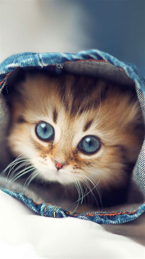 Very Cute Kittens Wallpapers Wallpaper Cave