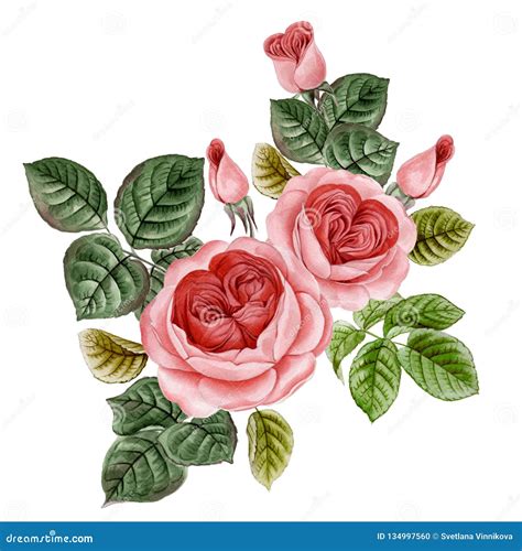 Branch Of Pink Roses Isolated On White Stock Illustration