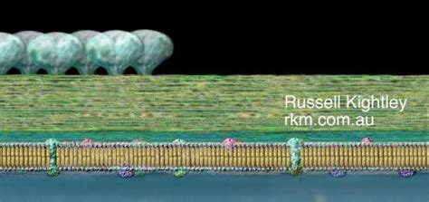 Archaea Cell Wall Diagrams Pictures By Russell Kightley Media