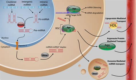 Ncrna Free Full Text Microrna And Breast Cancer Understanding