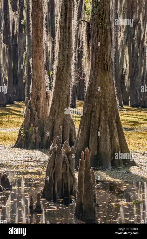 Bald Cypress Trees Covered With Spanish Moss And Cypress Knees At Swamp