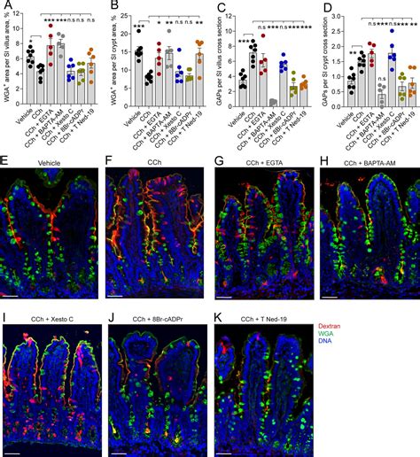 Intestinal Goblet Cells Sample And Deliver Lumenal Antigens By