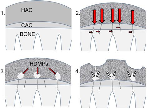 Formation Of High Density Mineralized Protrusions Hdmps 1 Diagram