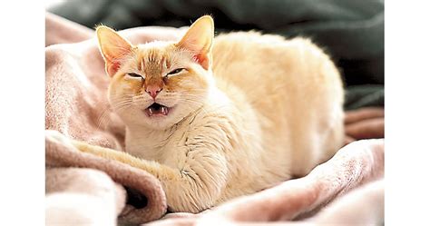 Астма при котките – симптоми и лечение | Български Фермер