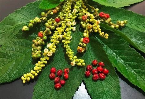 2 Mudas De Erva Baleeira Maria Milagrosa Cordea Verbenaceae