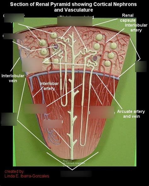 Nephron Diagram Labeled On Model Draw A Neat And Well Labell