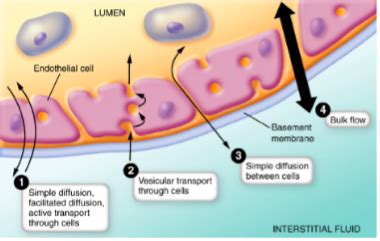 Human Anatomy and Physiology II: Lec. 7- Starling's Law of the ... 