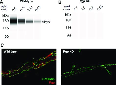 Validation of AbCam anti-Pgp antibody (#ab170904). (A) Antibody ...