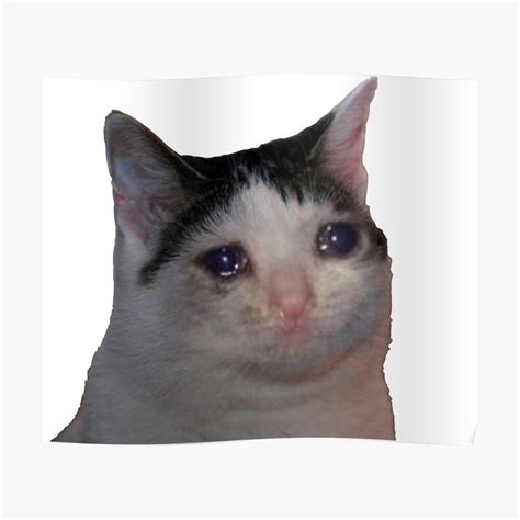 Sad Cat Crying Cat Cute Meme Ubicaciondepersonas Cdmx Gob Mx