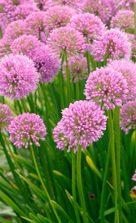 Buy Millenium Bulbs Online - Millenium Alliums, Spring - Bloms Bulbs UK