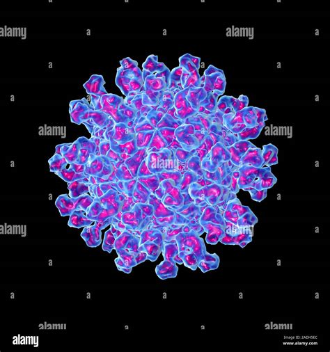 Foot And Mouth Disease Virus Computer Model Of The Foot And Mouth