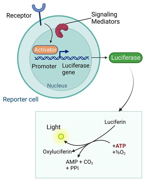 Cell Signaling Biology Simple