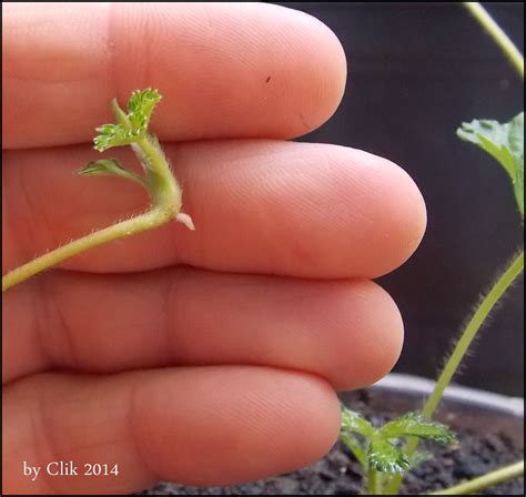 Mundo Das Plantas Como Plantar Morango 01 Estolhos