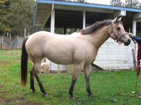 A Horse is a Horse: Breeds Common in the Old West - Petticoats & Pistols