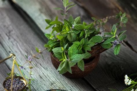 Herb Cauldron Stock Photos Royalty Free Herb Cauldron Images