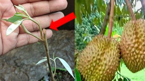 Cara Sambung Pucuk Durian Durian Pohon Durian Akan Cepat Berbuah YouTube