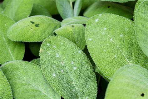 Sage Flowers Leaves Benefits And Problems Plantura