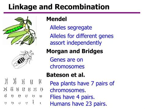 Ppt Linkage And Recombination Powerpoint Presentation Free Download