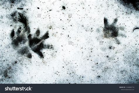 Possum Opossum Footprints Tracks Snow Winter Stock Photo 1246880716 ...