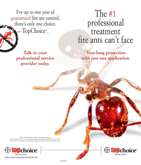 Fire Ant Exterminator Fire Ant Control Removal Dallas