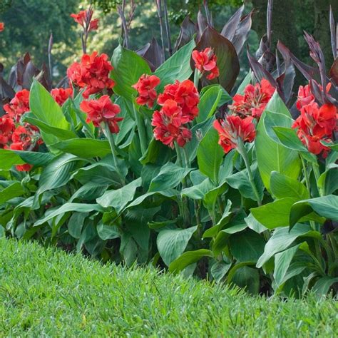 Amazon 3 Red King Humbert Tall Canna Bulbs For Planting Cannas