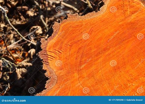 Tree Stump Of A Freshly Felled Alder With Its Orange Colored Wood Stock