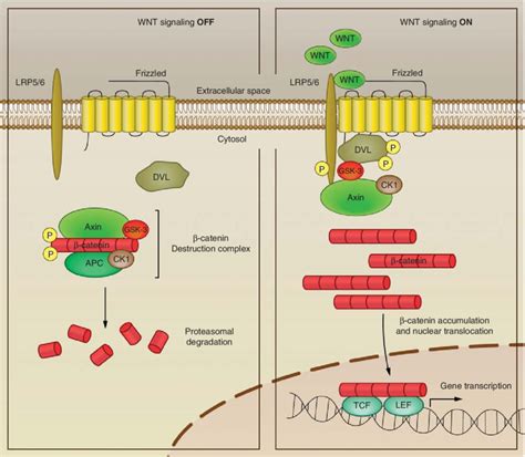 Schematic Representation Of Wnt Dependent B Catenin Signaling In The