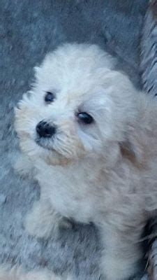 Phoenix Az Poodle Miniature Maltese Meet Sammy A Pet For Adoption