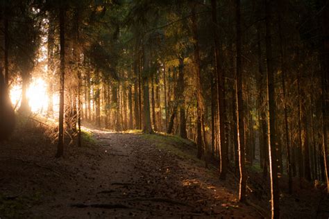 Free Images Tree Nature Forest Branch Light Mist Night