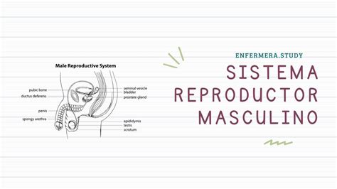 Sistema Reproductor Masculino Fiorela Reyes Udocz